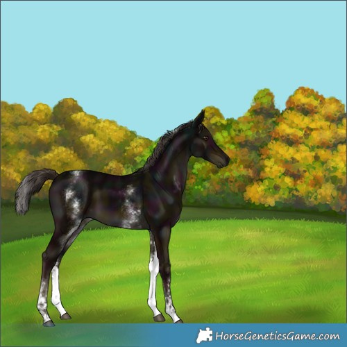 Horse Color:White Spotted Midnight Liver Chestnut Sabino 