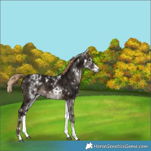 Horse Color:Gray White Spotted Liver Chestnut Ice Rabicano 