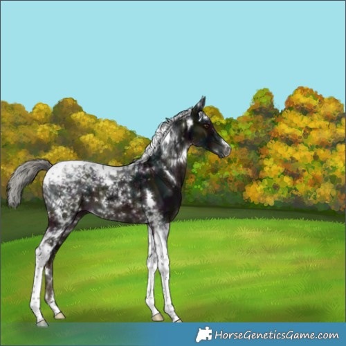 Horse Color:White Spotted Midnight Liver Chestnut Mushroom Tobiano 