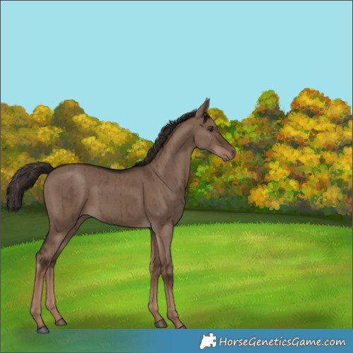 Horse Color:Liver Red Dun Rabicano Brindle 