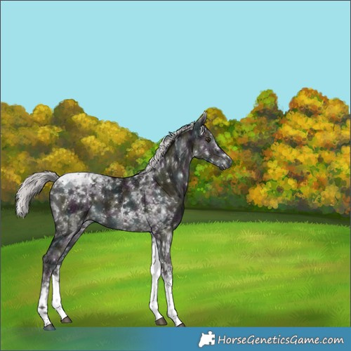 Horse Color:Gray Platinum White Spotted Midnight Liver Red Dun Mushroom Tobiano Brindle 