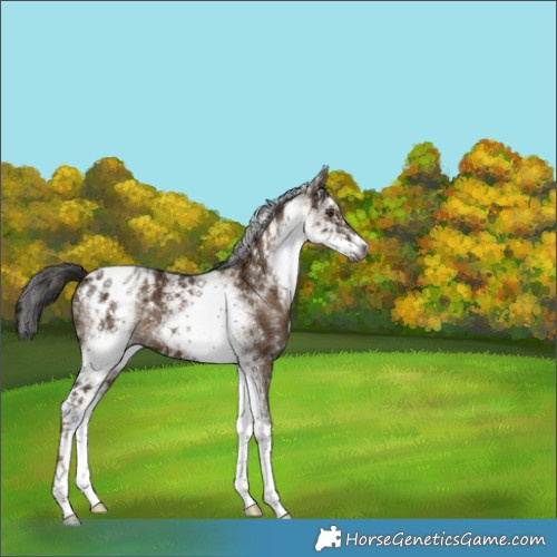 Horse Color:Gray White Spotted Liver Red Dun Ice Appaloosa 