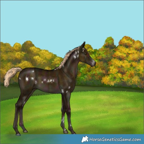 Horse Color:White Spotted Midnight Chocolate Palomino Dun 