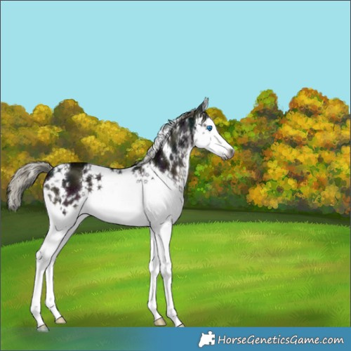Horse Color:Gray White Spotted Midnight Liver Chestnut Mushroom Splash 