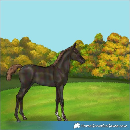 Horse Color:Gray Midnight Liver Red Dun Tobiano 