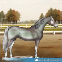 Horse Color:Chocolate Silver Blue Onyx Chinchilla 