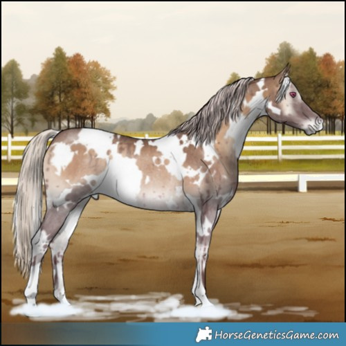 Horse Color:White Spotted Chocolate Silver Blue Onyx Chinchilla Rabicano 