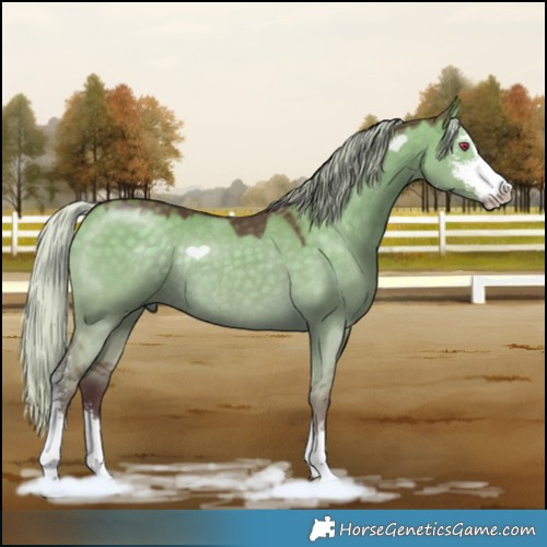 Horse Color:Chocolate Silver Smoky Grullo Chinchilla Sabino Rabicano 
