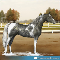 Horse Color:Silver Black Chinchilla Tobiano Rabicano