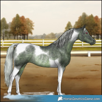 Horse Color:Silver Black Chinchilla Tobiano Rabicano 