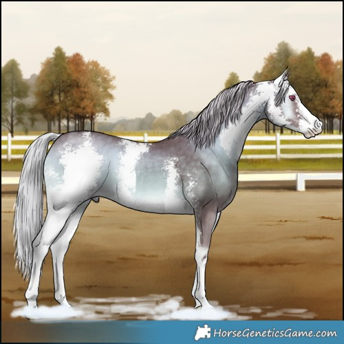Horse Color:Chocolate Silver Blue Onyx Chinchilla Sabino 