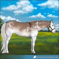 Horse Color:White Spotted Liver Red Dun Mushroom Rabicano