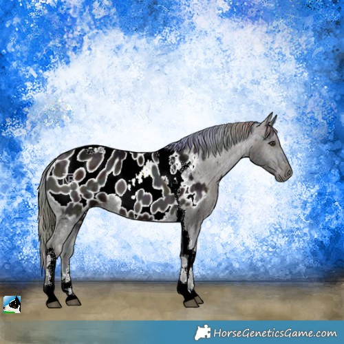 Horse Color:Nacre Midnight Liver Red Onyx Ice Tobiano Appaloosa