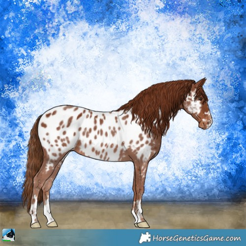 Horse Color:Chestnut Appaloosa 