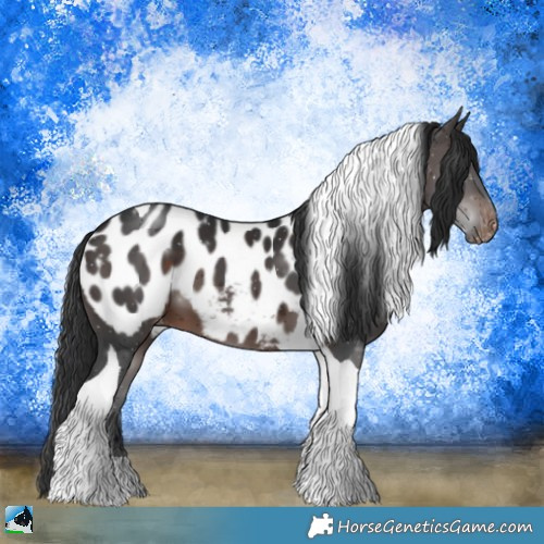 Horse Color:Brown Tobiano Appaloosa 