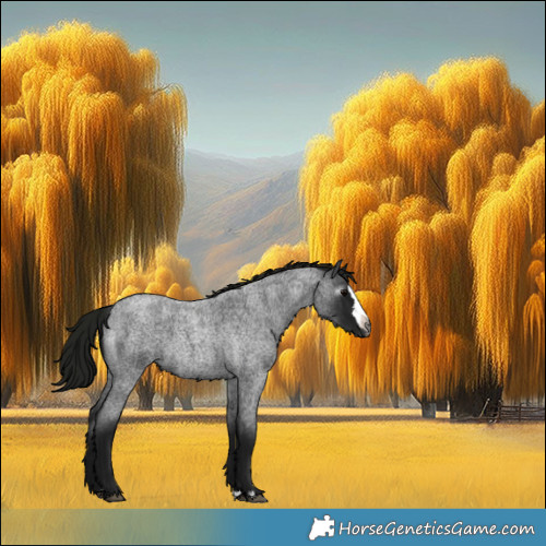 Horse Color:Gray Blue Roan Splash 