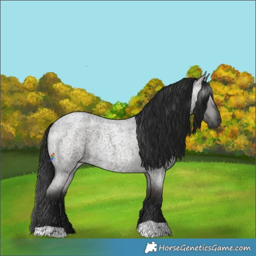 Horse Color:Gray Blue Roan 