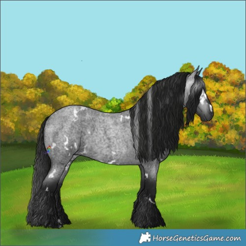 Horse Color:Gray White Spotted Blue Roan 