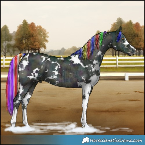 Horse Color:Painted White Spotted Midnight Silver Grullo Chinchilla Ice Onyx Sabino Brindle 