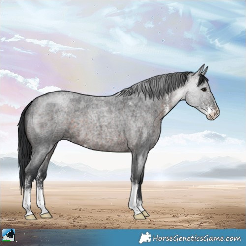 Horse Color:Brown Roan Sabino