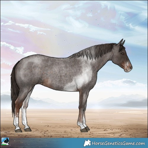Horse Color:Liver Red Roan Sabino