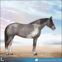 Horse Color:Liver Red Roan Sabino 