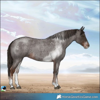 Horse Color:Liver Red Roan Sabino 