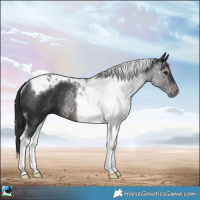 Horse Color:Brown Tobiano Rabicano 