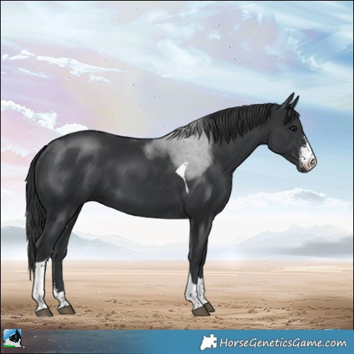 Horse Color:Black Sabino Tobiano 