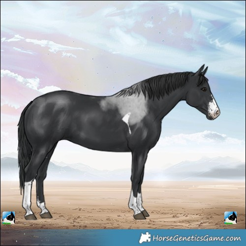 Horse Color:Black Sabino Tobiano 