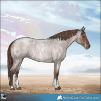 Horse Color:Liver Red Roan Sabino Rabicano