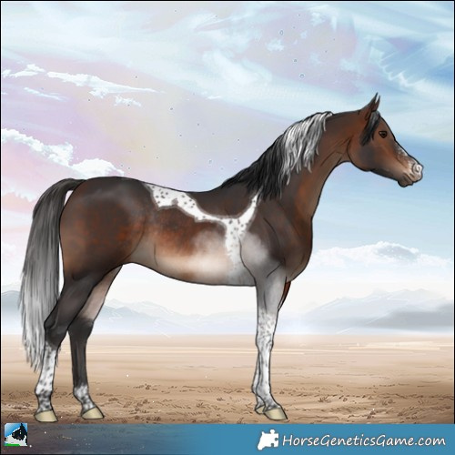 Horse Color:Brown Sabino Tobiano Rabicano