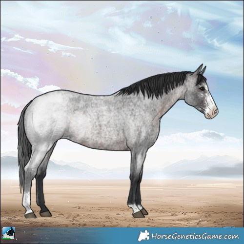 Horse Color:Brown Roan Sabino