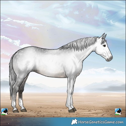 Horse Color:Gray Brown Sabino Tobiano Rabicano 