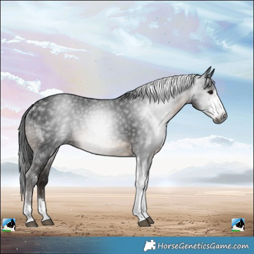 Horse Color:Gray Brown Sabino Tobiano Rabicano 