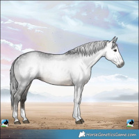 Horse Color:Gray Brown Sabino Tobiano Rabicano