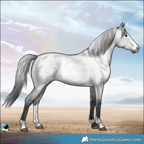 Horse Color:Gray Blue Roan Sabino 