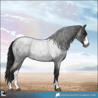Horse Color:Gray Blue Roan Sabino 
