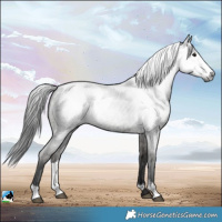 Horse Color:Gray Blue Roan Sabino 