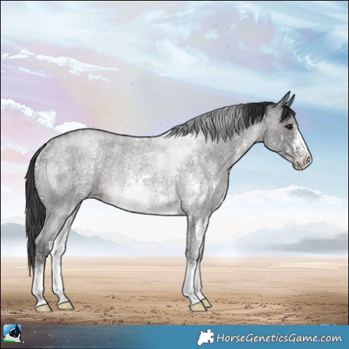 Horse Color:Blue Roan Sabino Rabicano