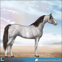 Horse Color:Liver Red Roan Sabino