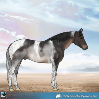 Horse Color:Brown Tobiano Rabicano