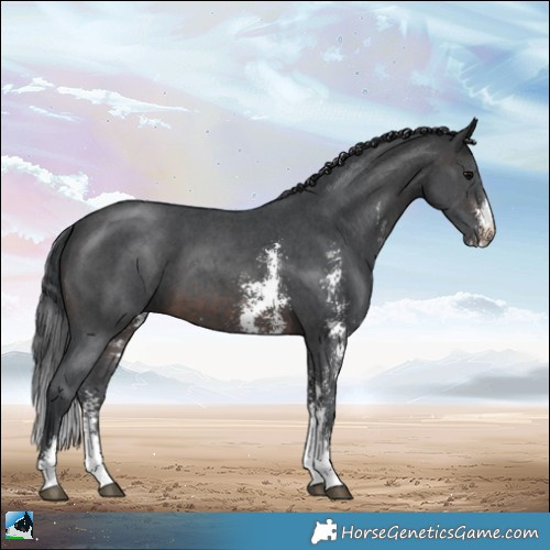 Horse Color:Brown Sabino