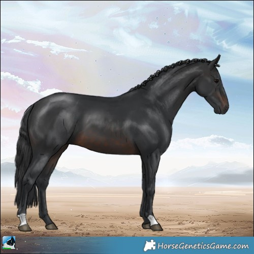 Horse Color:Brown 