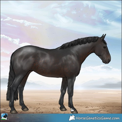 Horse Color:Brown Rabicano 