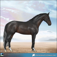 Horse Color:Brown 