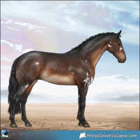 Horse Color:White Spotted Brown 