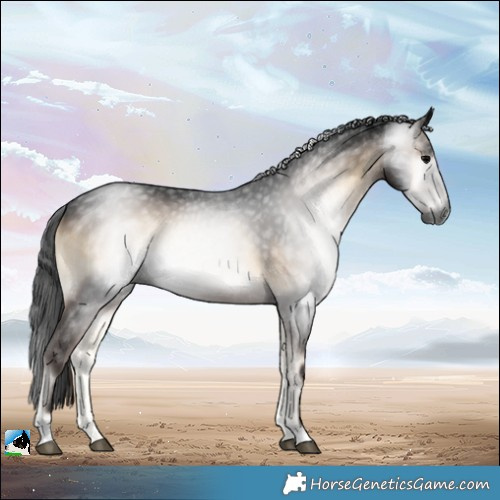 Horse Color:Gray Brown Onyx Rabicano 