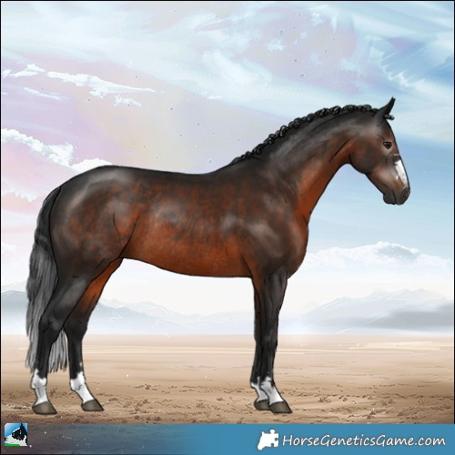 Horse Color:Gray Brown Mushroom Rabicano 