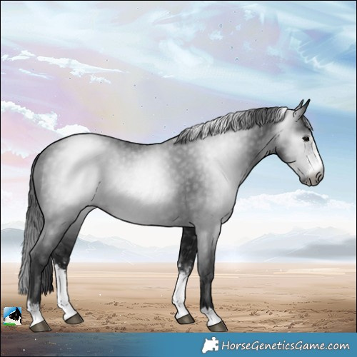 Horse Color:Gray Brown Sabino Rabicano 